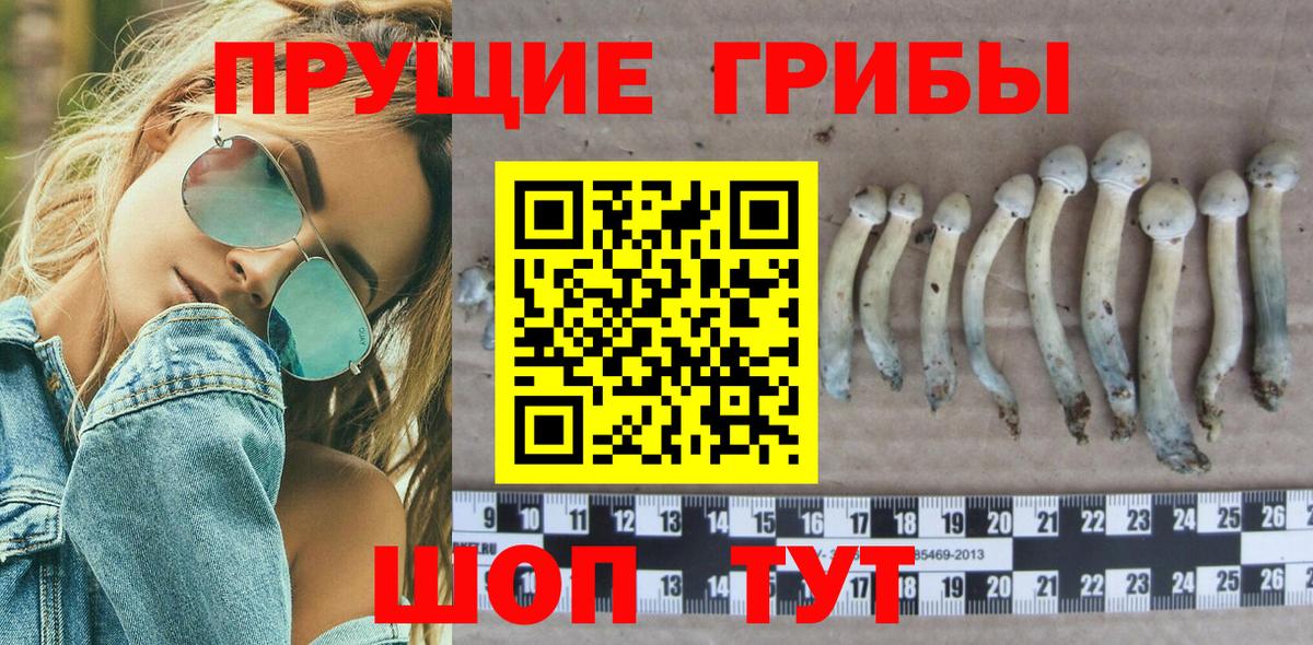 Урюпинск  Галлюциногенные грибы Psilocybe  Вход с VPN  Галлюциногенные грибы прущие грибы 